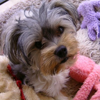 Pet Photos 1 Marnie