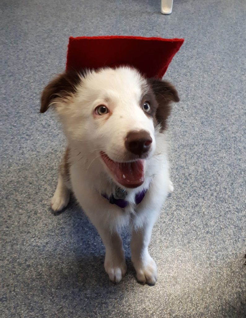 Sam Puppy Pre school graduation