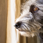 Pet Care Articles 2 adaptil anxiety dog