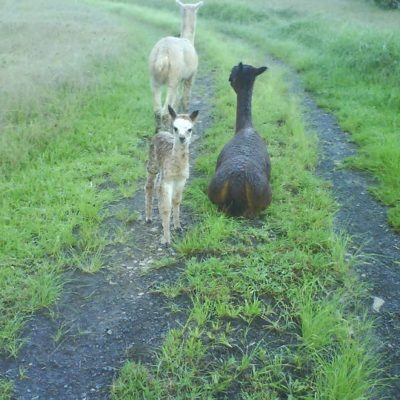 Pet Photos 4 Alpacas