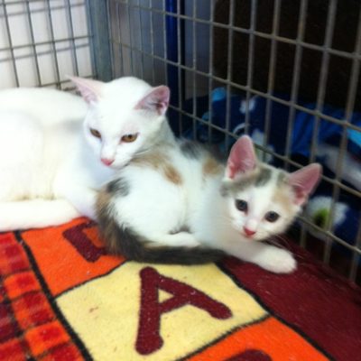 Pet Photos 2 Cat and kitten