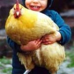 Pet Care Articles 1 chicken
