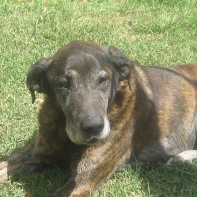Pet Photos 9 “MAXIMUS”