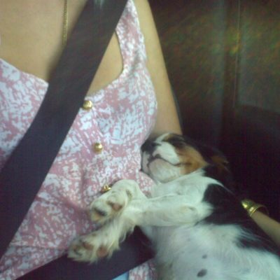 Pet Photos 4 Moet