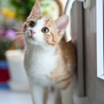 Pet Care Articles 1 orange tabby cat near window 2071873