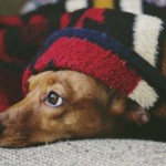 Pet Care Articles 3 pexels photo 1359036 e1546401949234