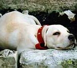 Pet Care Articles 1 potwfeb7