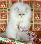 Pet Care Articles 3 xmascat1
